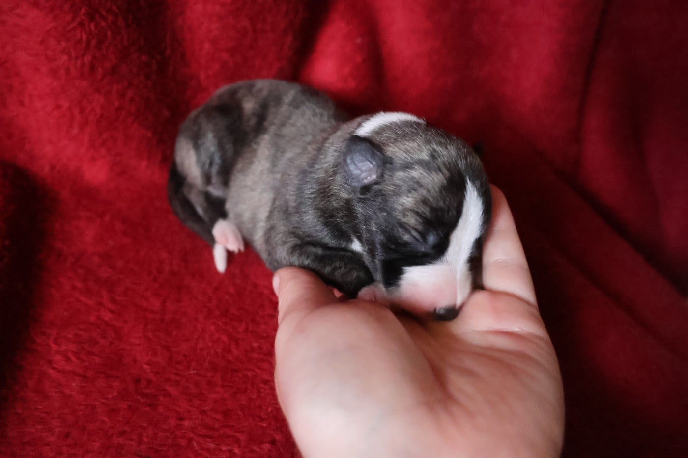 Chiot N°1