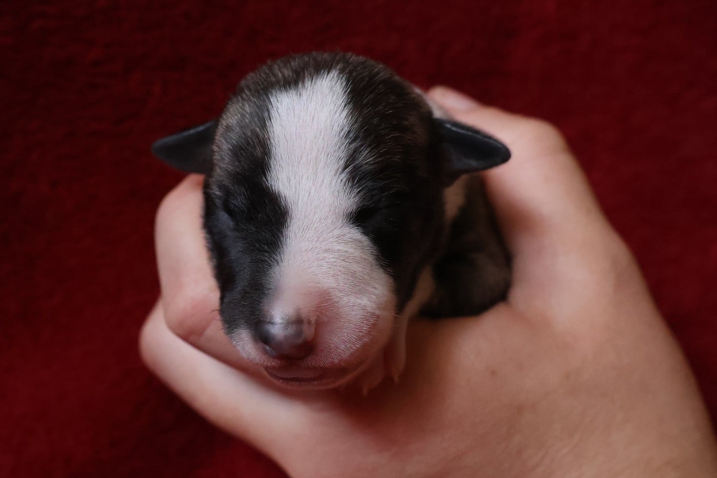 Chiot N°6