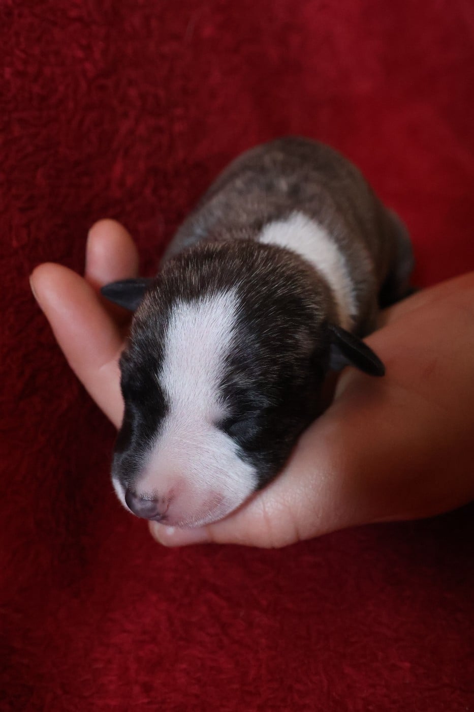 Chiot N°6