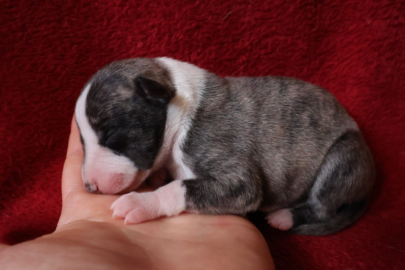Chiot N°6