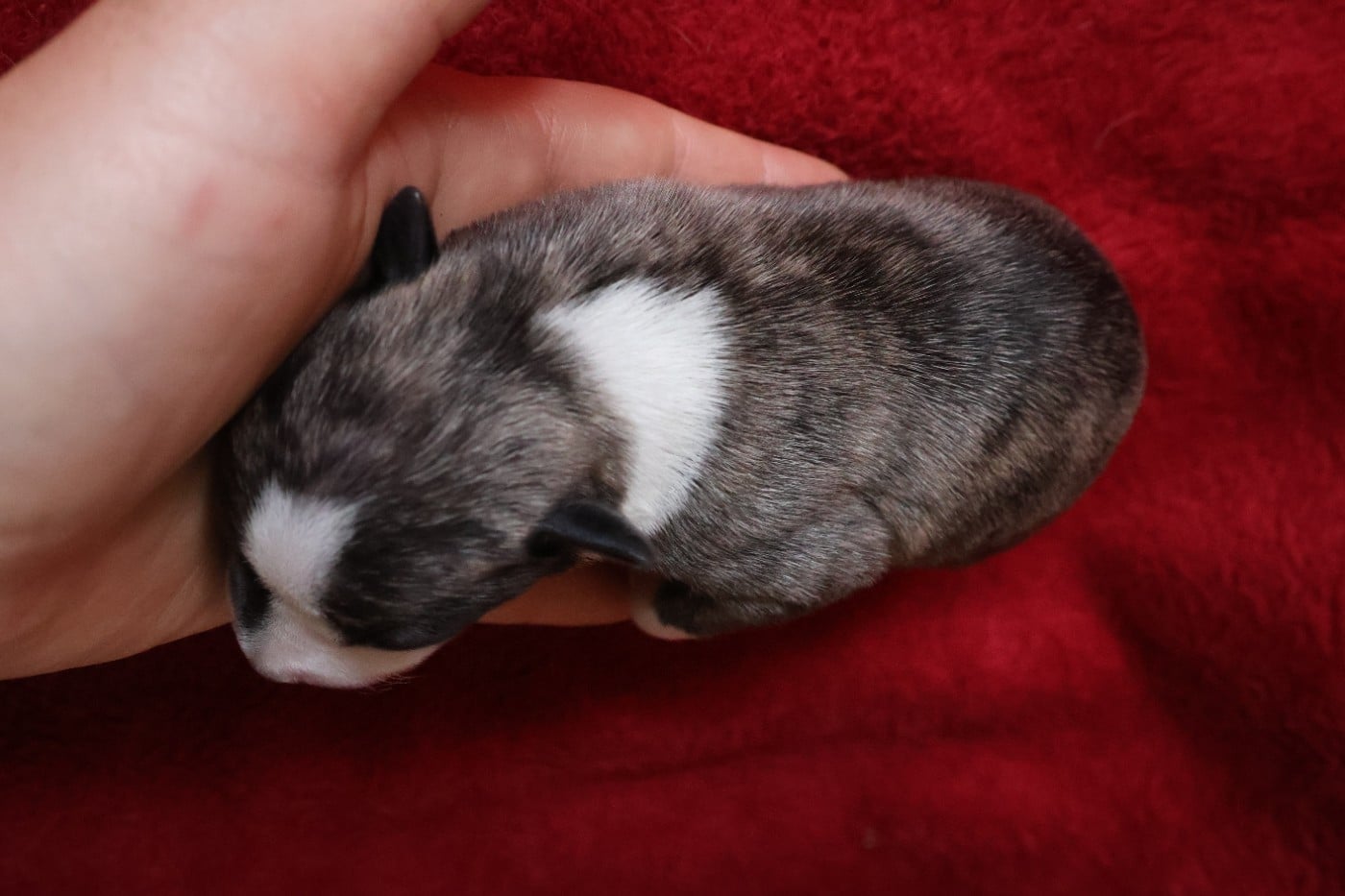 Chiot N°6