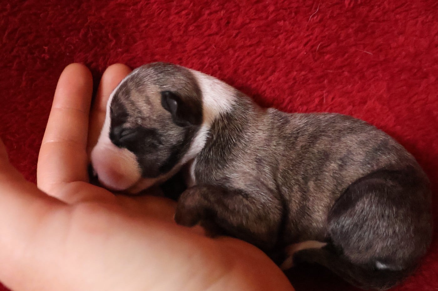 Chiot N°7