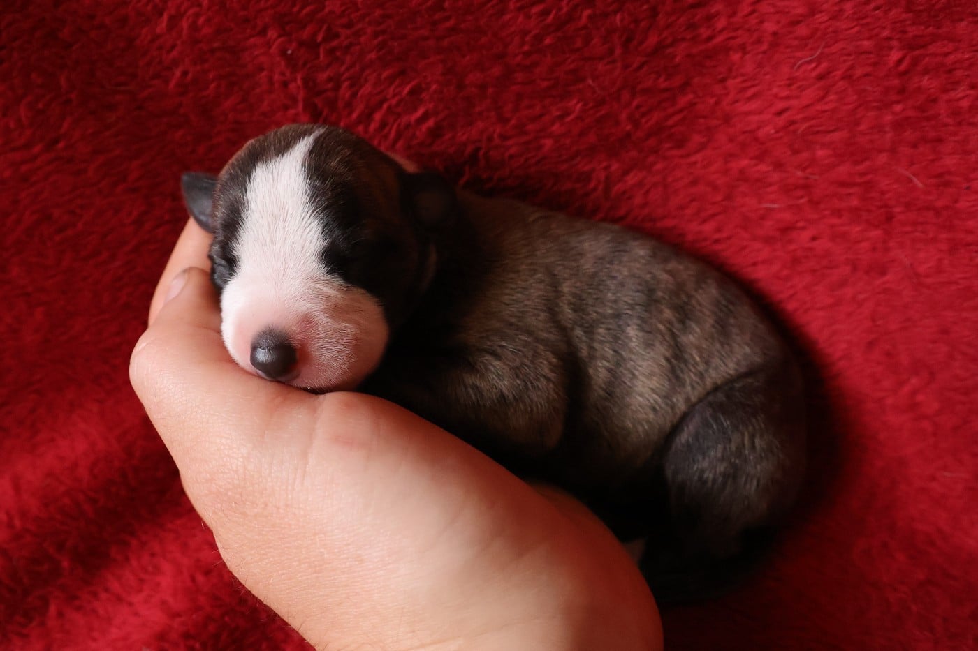 Chiot N°7