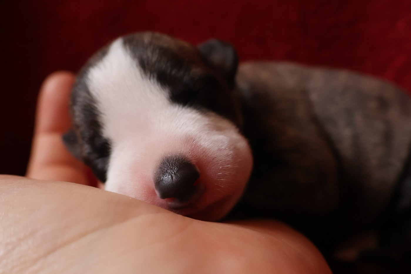 Chiot N°7