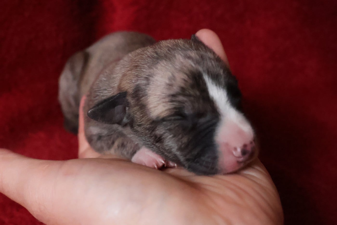 Chiot N°2