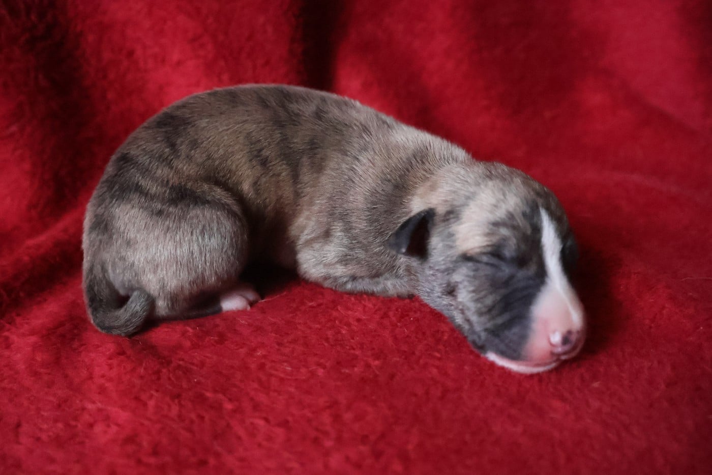 Chiot N°2
