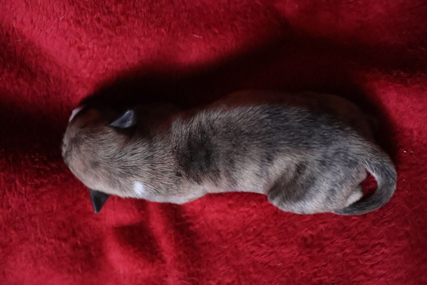 Chiot N°2
