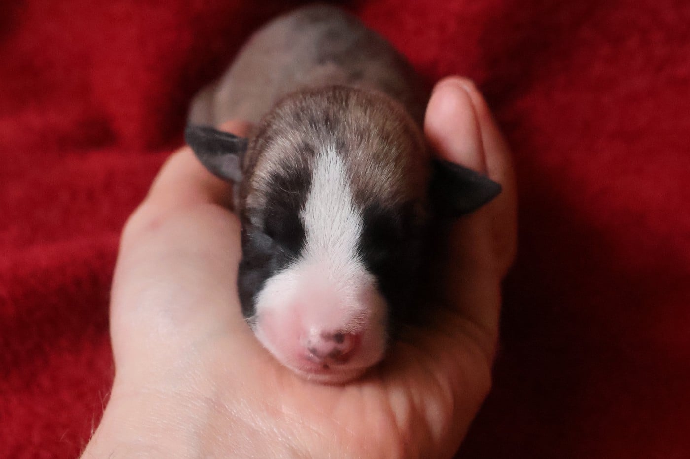 Chiot N°3
