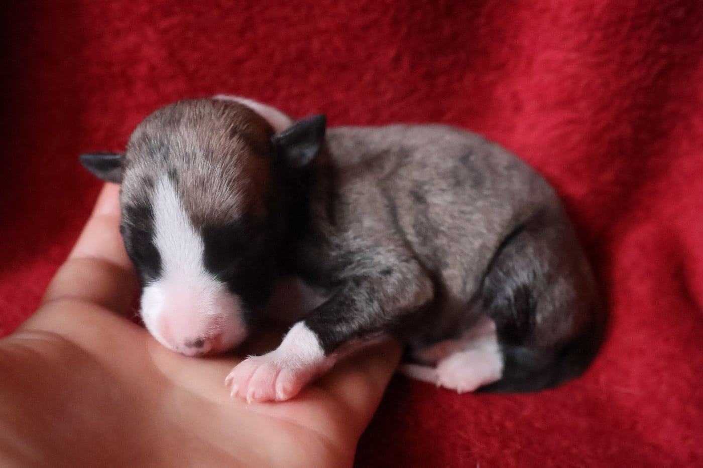 Chiot N°3