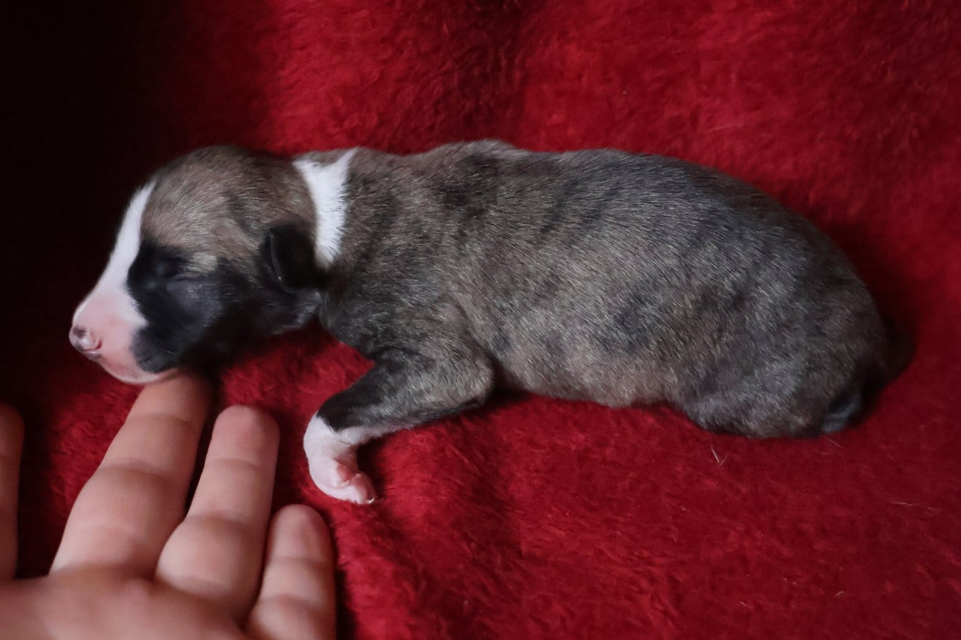 Chiot N°3