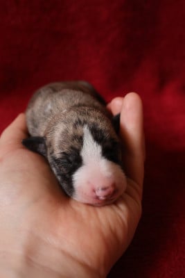 Les chiots de Whippet