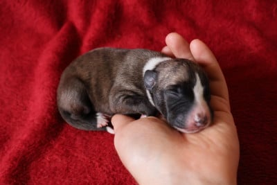 Les chiots de Whippet