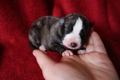 Les chiots de Whippet