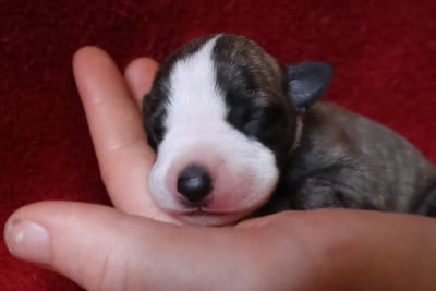 Les chiots de Whippet