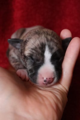 Les chiots de Whippet