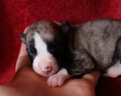 Les chiots de Whippet