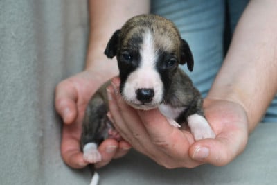Les chiots de Whippet