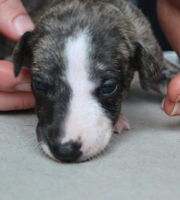 Les chiots de Whippet