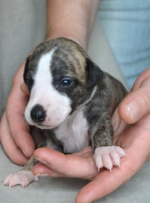 Les chiots de Whippet
