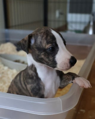 Les chiots de Whippet