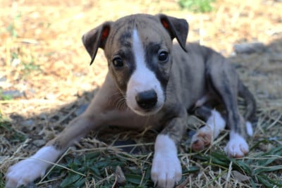 Les chiots de Whippet