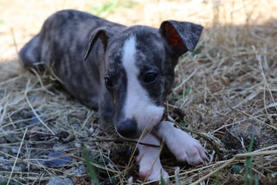 Les chiots de Whippet