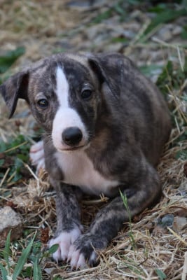 Les chiots de Whippet