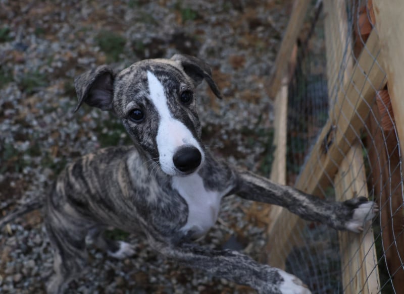 Whippet - Dear Sweety