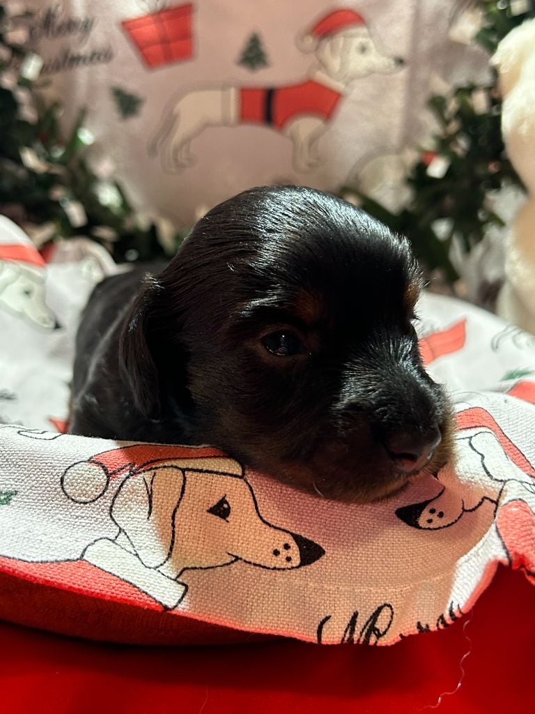 CHIOT 1 A...... DES GARDIENS D AMETHYSTES