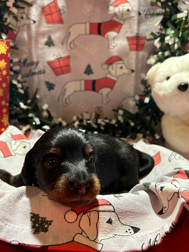 CHIOT 2 A......... DES GARDIENS D AMETHYSTES