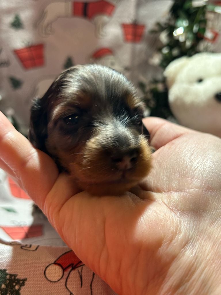 CHIOT 4 A..... DES GARDIENS D AMETHYSTES