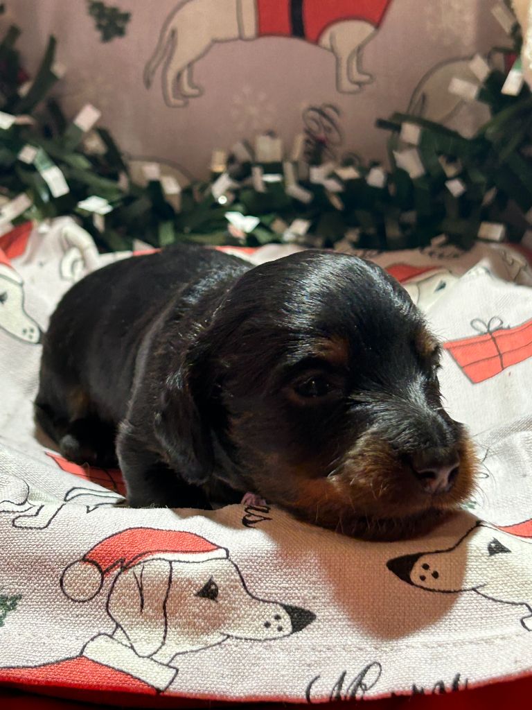 CHIOT 2 A......... DES GARDIENS D AMETHYSTES