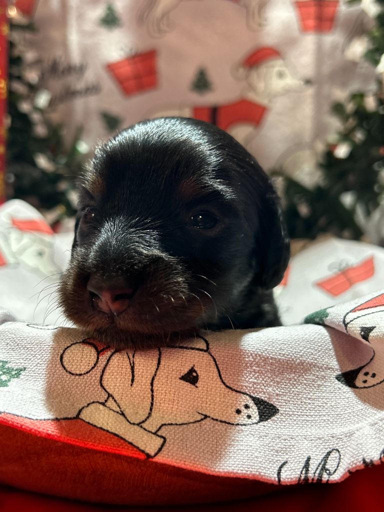 CHIOT 1 A...... DES GARDIENS D AMETHYSTES