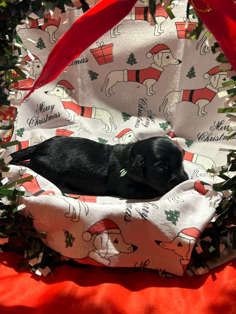 CHIOT 3 A ....... DES GARDIENS D AMETHYSTES