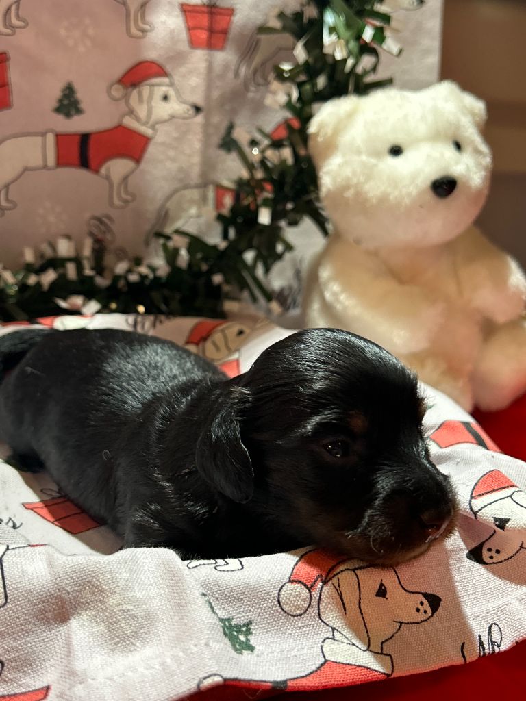 CHIOT 1 A...... DES GARDIENS D AMETHYSTES