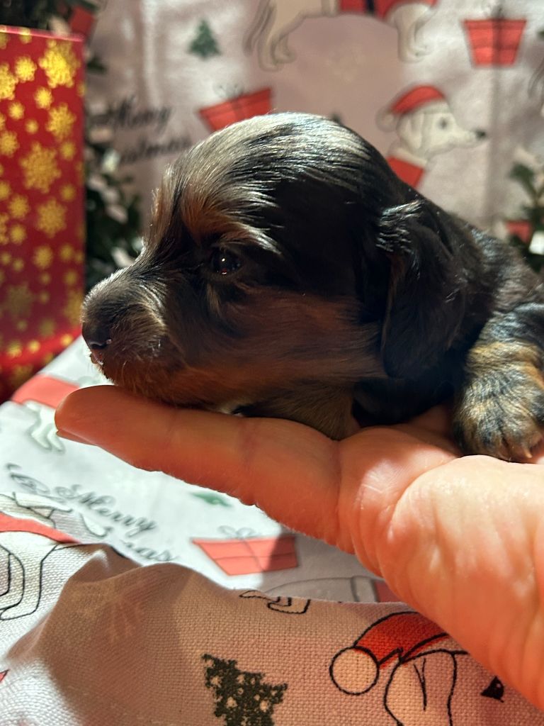 CHIOT 4 A..... DES GARDIENS D AMETHYSTES