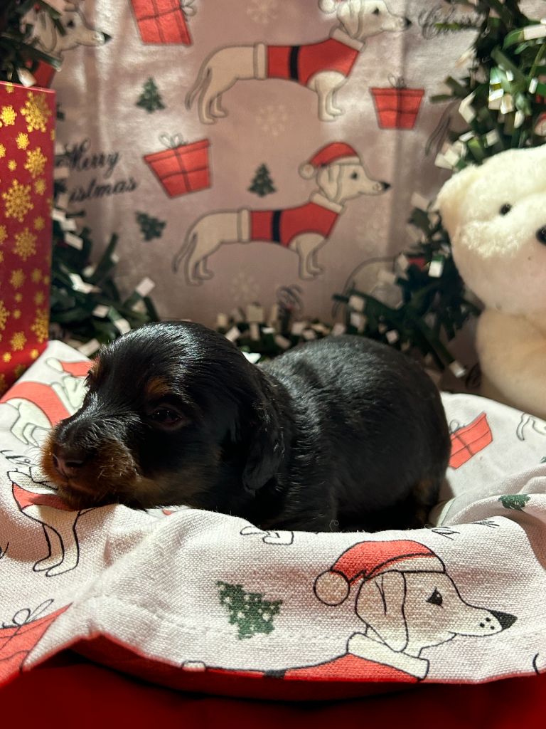 CHIOT 2 A......... DES GARDIENS D AMETHYSTES