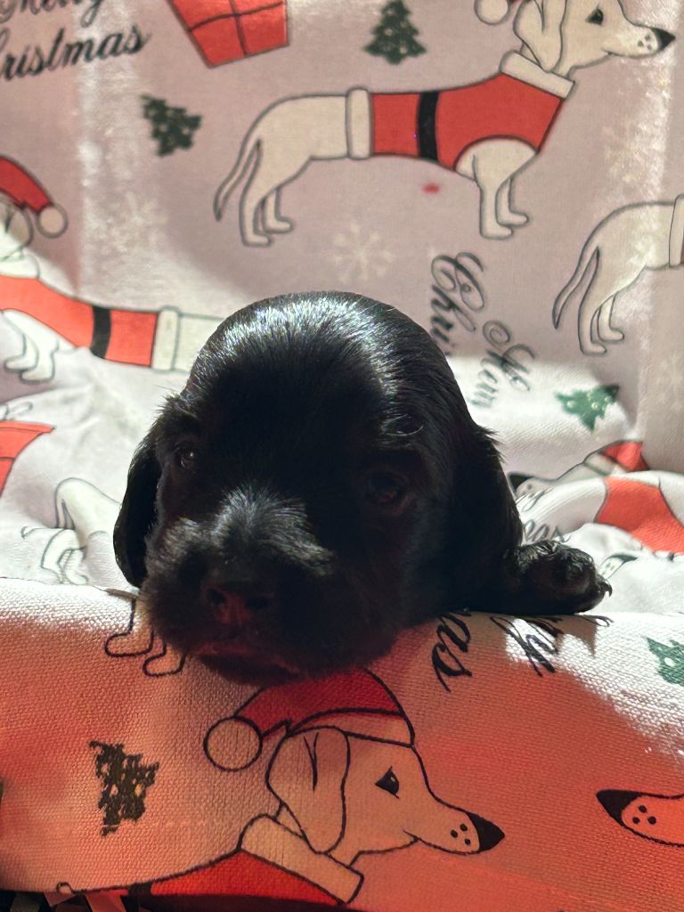 CHIOT 3 A ....... DES GARDIENS D AMETHYSTES