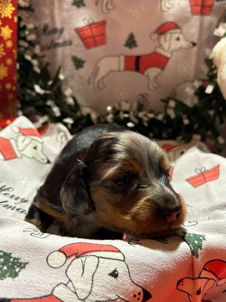 CHIOT 4 A..... DES GARDIENS D AMETHYSTES