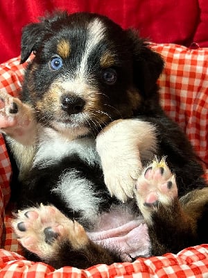 Les chiots de Berger Australien