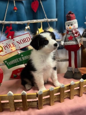 Les chiots de Berger Australien