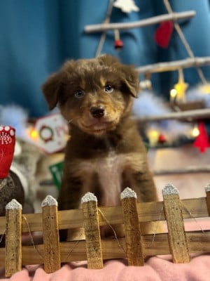 Les chiots de Berger Australien