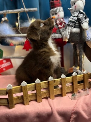 Les chiots de Berger Australien