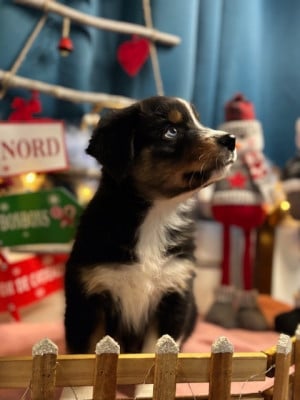 Les chiots de Berger Australien