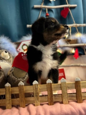 Les chiots de Berger Australien