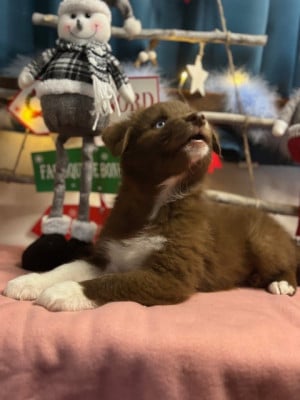 Les chiots de Berger Australien