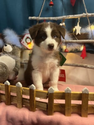 Les chiots de Berger Australien