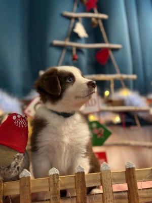 Les chiots de Berger Australien