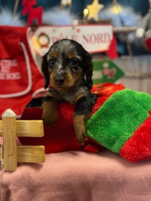 Les chiots de Teckel poil long