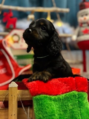 Les chiots de Teckel poil long